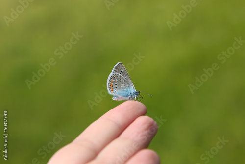 Blue butterfly sits on a person’s finger. (lat. Lycaenidae; old name - Cupidinidae) photo