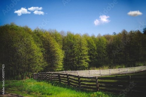 Spring landscape with a wooden fence in the foreground and a deciduous forest and blue sky in the background