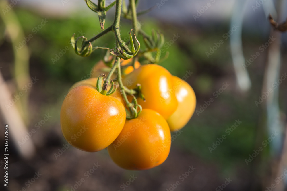 A panicle with still riping yellow tomatoes in the greenhouse, close up, blurred background