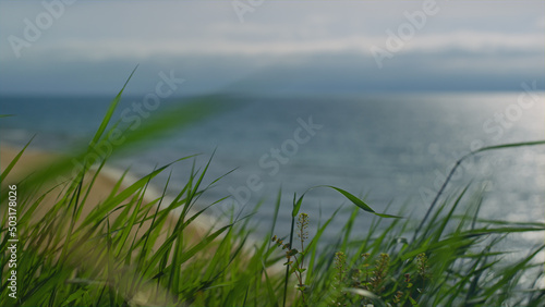 Fototapeta Naklejka Na Ścianę i Meble -  Green grass moving wind breeze on sea beach. Beautiful ocean waves in nature.