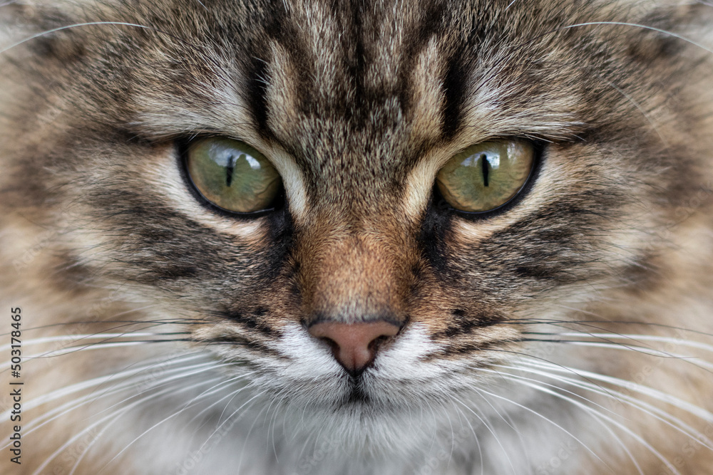 Portrait of beautiful tabby cat close up.
