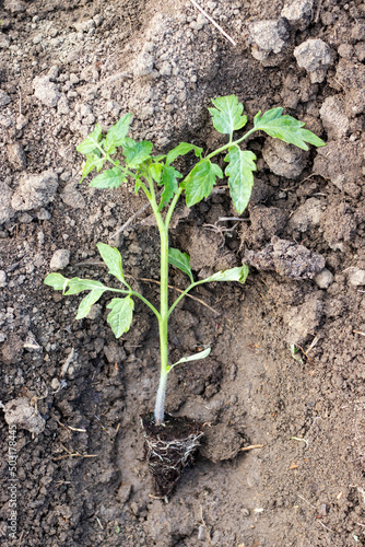 Young tomato seedling before planting in the ground.