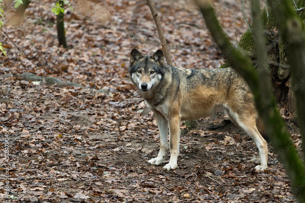 Eurasian wolf, also known as the gray or grey wolf also known as Timber ...