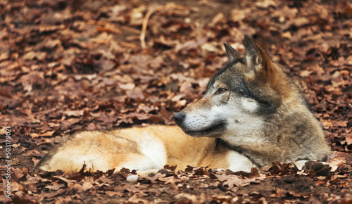 Eurasian wolf, also known as the gray or grey wolf also known as Timber wolf. Scientific name: Canis lupus lupus. Summer. Natural habitat. Autumn forest. photo