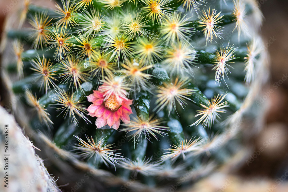 Fototapeta premium Mammillaria's flower is light pink. It is a popular cactus. Selective focus.