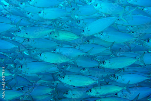 A large school of silver fish swimming in the blue waters of the Caribbean sea in Curacao. This group of fishes is better known as bait ball