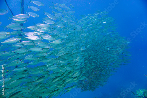 A large school of silver fish swimming in the blue waters of the Caribbean sea in Curacao. This group of fishes is better known as bait ball
