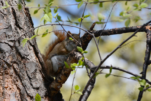 Shaded Vista Of Red Squirrel Perching On Tree Branch  © Jeffrey Wiles