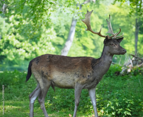 Wild male Roe deer with antlers in a forest