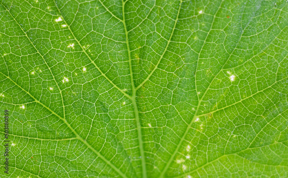 green leaf background, background image concept green leaf background, background image concept