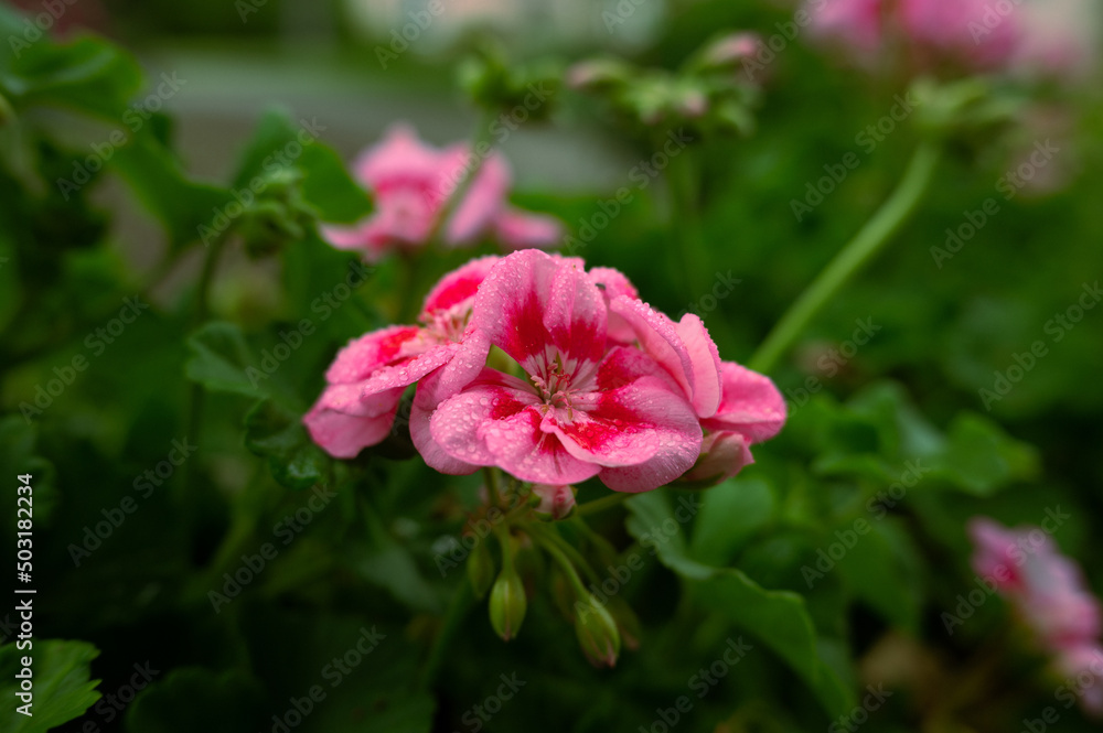Close-up of a pink splash Geranium.