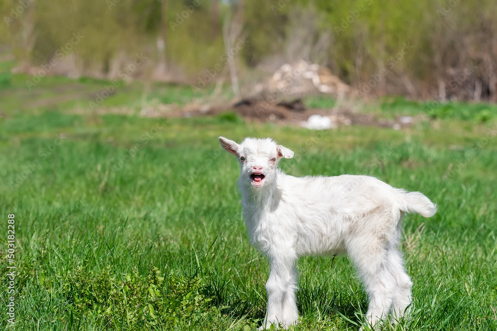White baby goat on green grass in sunny day White baby goat on green grass in sunny day