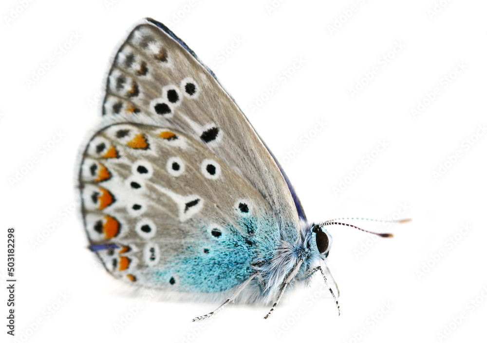 European common blue (Polyommatus icarus) isolated on white European common blue (Polyommatus icarus) isolated on white