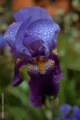 Close-up of a deep purple bearded Iris.