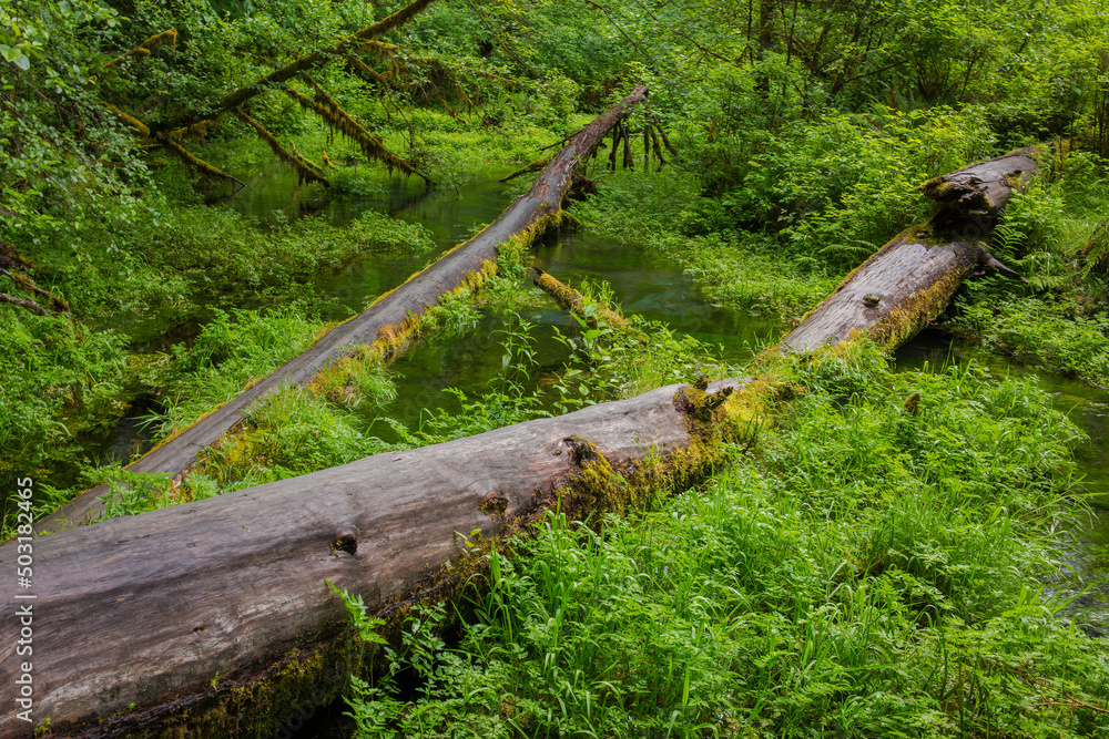 Fototapeta premium Lush, green foliage and moss in a rainforest in Olympic National Park in Washington state 