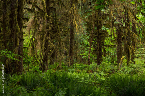Lush  green foliage and moss-covered trees in Hoh Rainforest in Olympic National Park in Washington state 