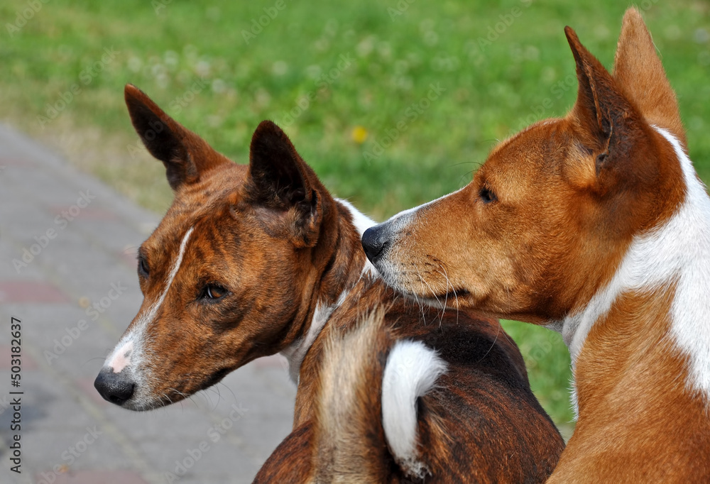 Two basenji dogs on the road in yard Two basenji dogs on the road in yard