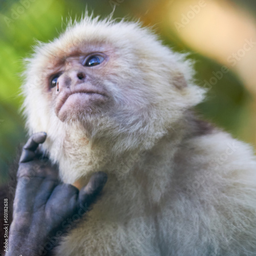 EL mono Carablanca pensando  photo