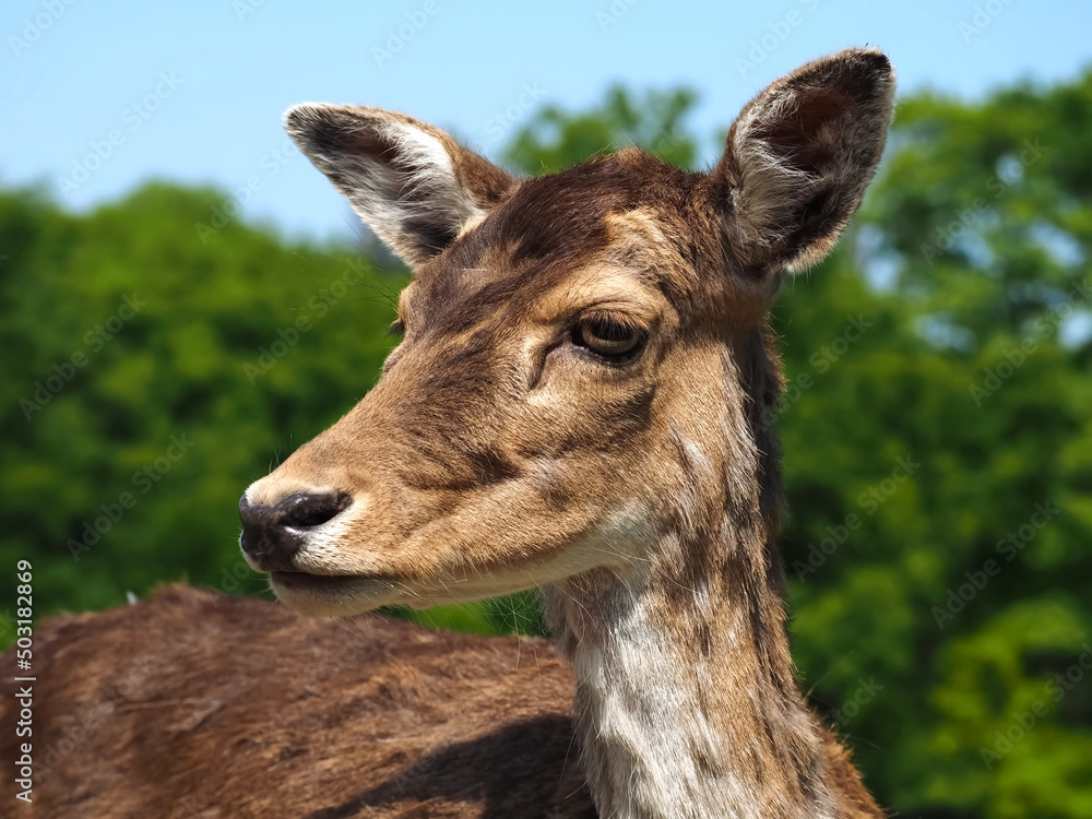 Wild cute fallow deer on a meadow Wild cute fallow deer on a meadow