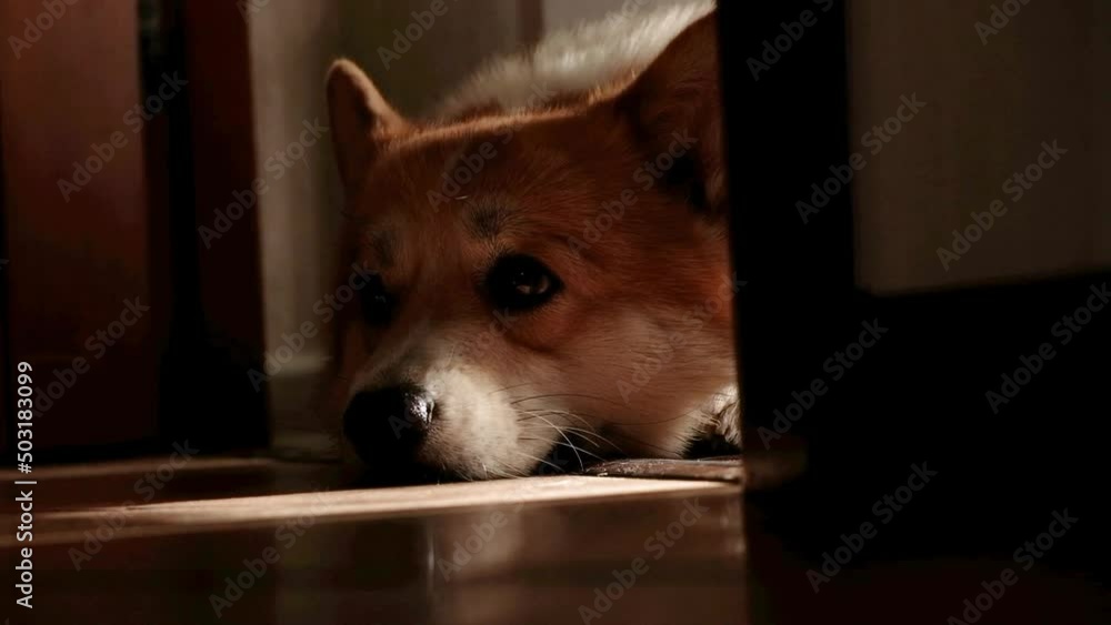 The funny dog lies on the floor, blinks his eyes, claps his ears