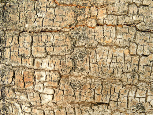 Cracked bark of old tree. Natural background. 