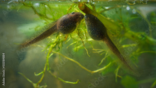 Tadpoles kissing