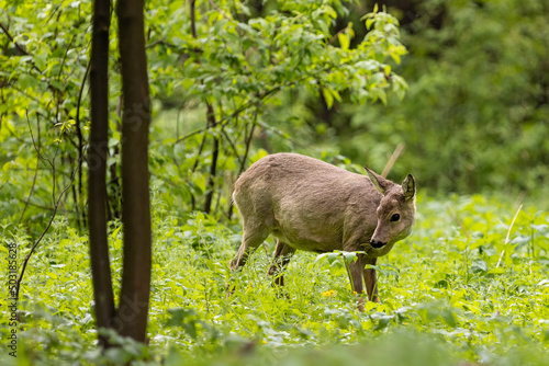 Roe deer  Capreolus capreolus    standing on a meadow.