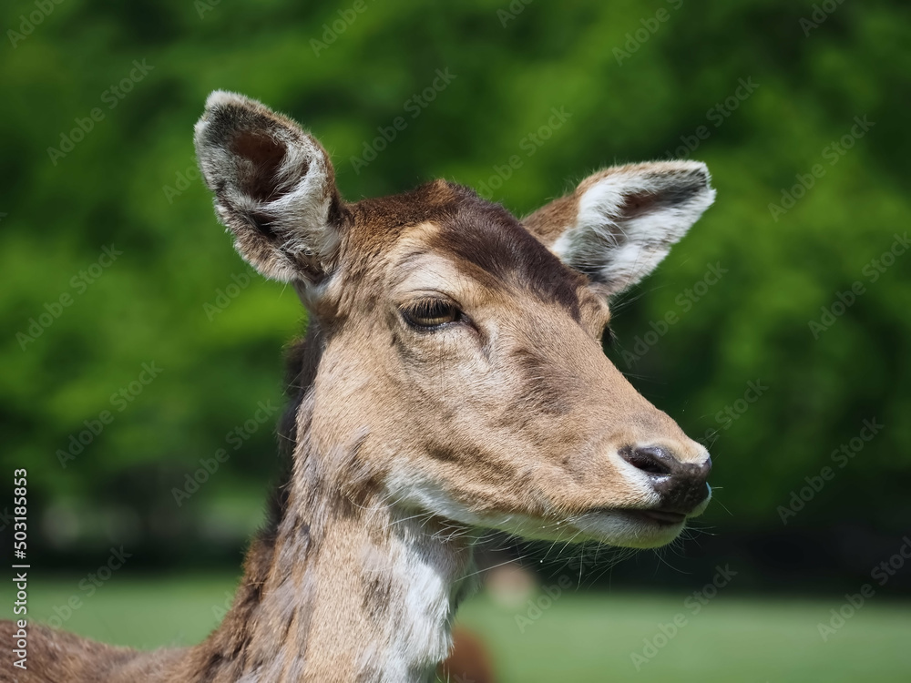 Wild cute fallow deer on a meadow Wild cute fallow deer on a meadow