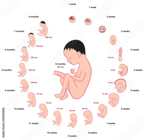 Fotografie, Obraz Fetus development stages size during pregnancy infographic diagram weeks months
