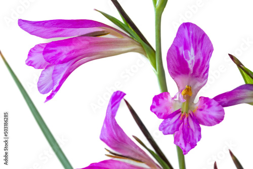 Detail of purple wild lilies
