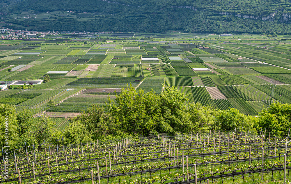 South Tyrol region in northern Italy,Vineyards landscape in spring.