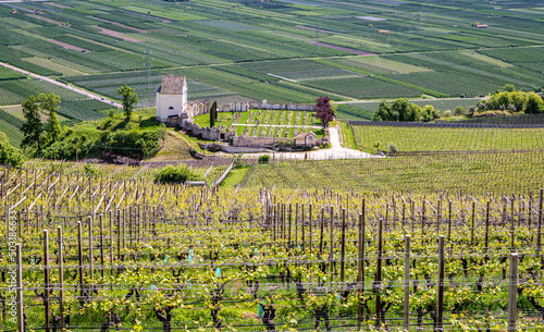 landscape of Cortaccia (Kurtatsch) in South Tyrol, northern Italy: The idyllic wine village lies on a sunny high plateau 333 m a.s.l photo