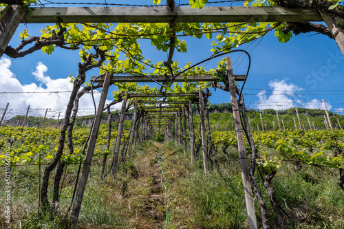 Wallpaper Mural South Tyrol region in northern Italy,Vineyards landscape in spring. Torontodigital.ca