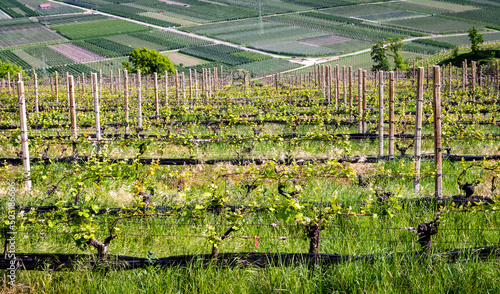 South Tyrol region in northern Italy,Vineyards landscape in spring.Guyot method of vine training
