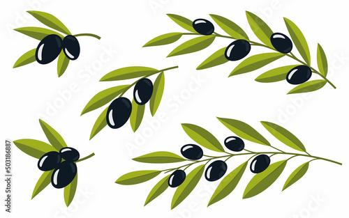 Set of olives. Olive branches. Black branches of olives for design of natural cosmetics, olive oil, medicine. Organics for a healthy lifestyle. Vector illustration.