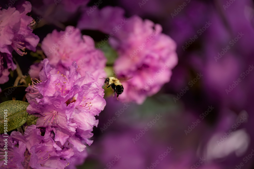 Bright flowers of lilac rhododendron and a bumblebee in flight. Spring garden. Bright flowers of lilac rhododendron and a bumblebee in flight. Spring garden.