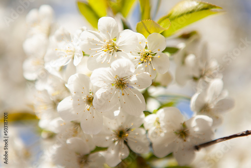 White blossom on a tree. Blooming cherry. Spring