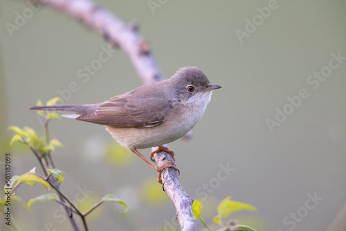 Subalpine Warbler female (Sylvia cantillans) © vinx83