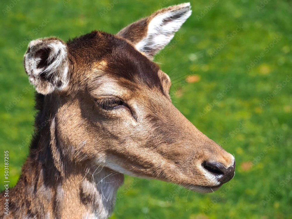Wild cute fallow deer on a meadow