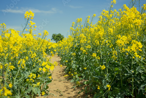 field of yellow rapeseed blossoming to become oil for biodiesel industry