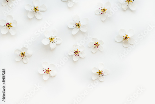 White flowers on a white background. Pear flowers on a white background.