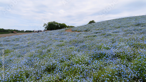ネモフィラの丘