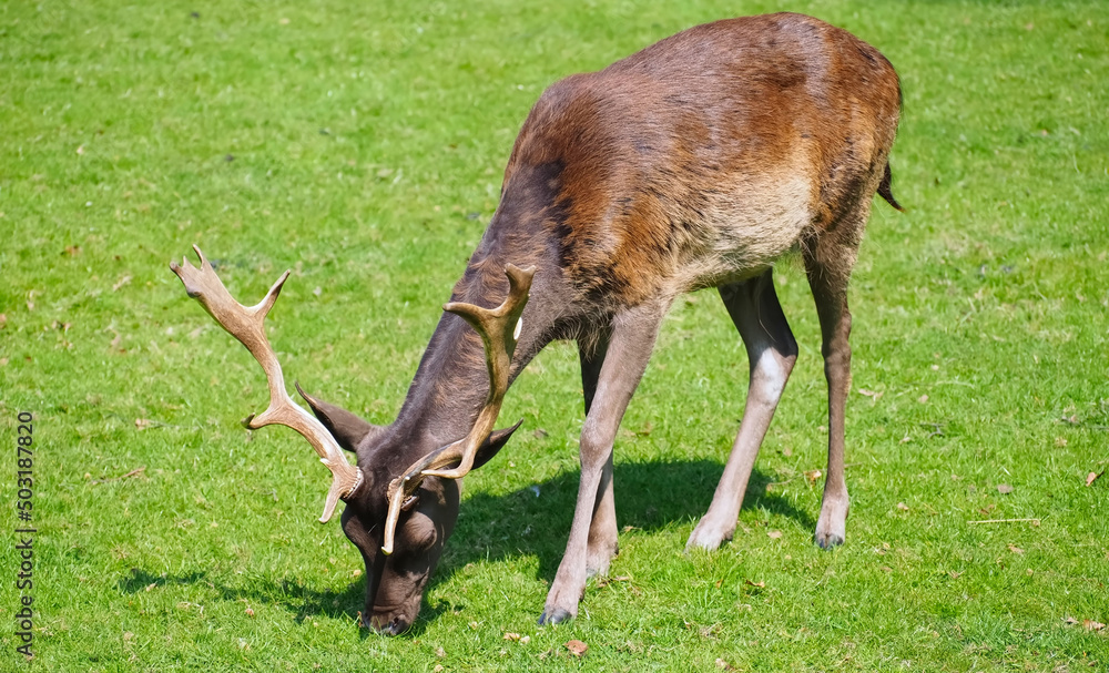 Wild male fallow deer with antlers on a meadow Wild male fallow deer with antlers on a meadow