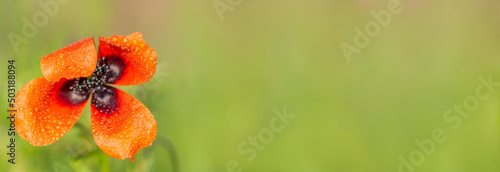 Panel kuchenny z motywem Mak piaskowy na zielonym tle