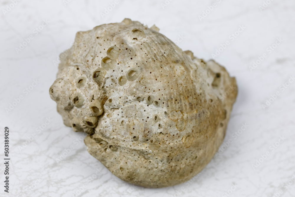 One spiral sea shell lies on a marble background One spiral sea shell lies on a marble background