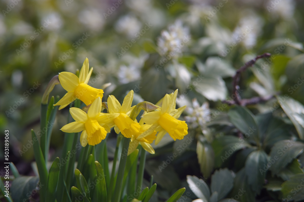 Yellow narcissus growing in garden outdoors closeup