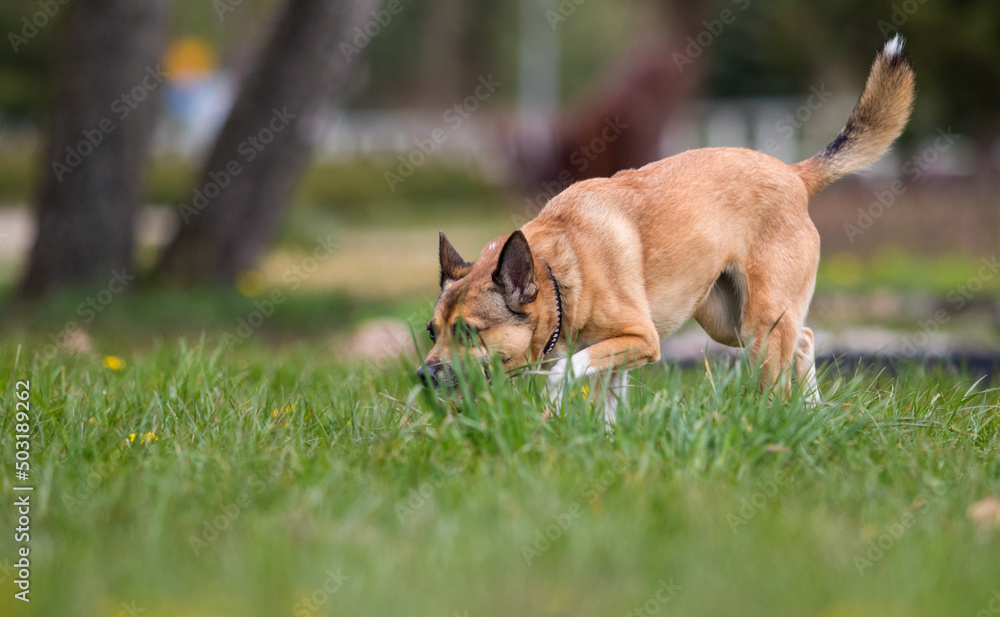 dog sniffing grass follows the trail dog sniffing grass follows the trail