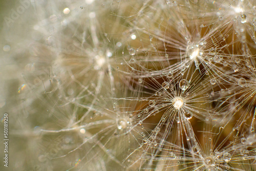 close up of dandelion with waterdrops © Szabi