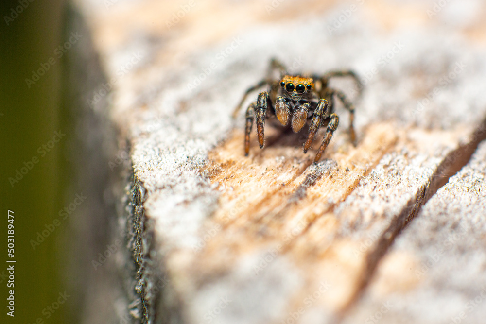Close up photo of a Jumping spider crawling on a wooden surface. The Jumping spider is the biggest family of spiders with over 6000 species.