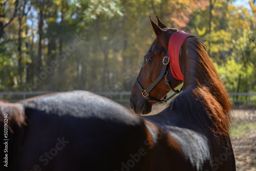 Fotografie Saddlebred with cribbing strap looking at over shoulder